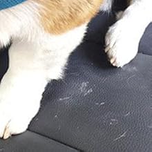 the dog's hair off on the car