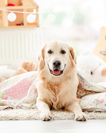 dog sofa