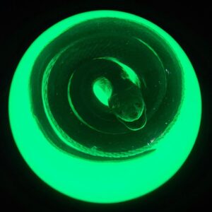 Chinese Water Snake Encased in Glow in The Dark Lucite Resin Dome 3.4" Paperweight Crafts Display Specimen Preserved Reptile Serpentes Taxidermy Collection for Biology Science Education Supplies