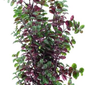 Fluval Aqualife Red Bacopa Plant, Plastic Aquarium Plant Decoration 14 in