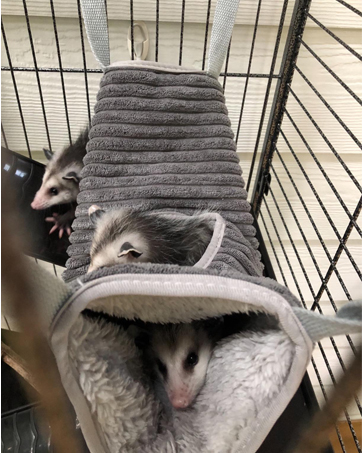 rat hammocks for cage ferret hammock rat hammock ferret bed rat tunnel ferret toys and accessories