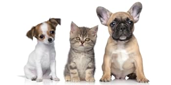 Two small dogs and a kitten sitting in front of a white backdrop