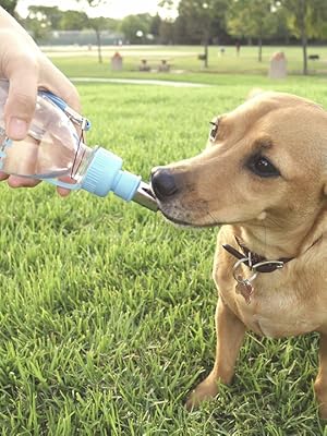 Dog drinking from Choco Nose Water bottle