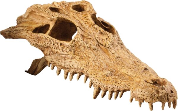 Exo Terra Crocodile Skull