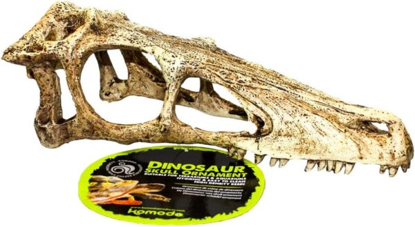 Komodo Raptor Skull, Small